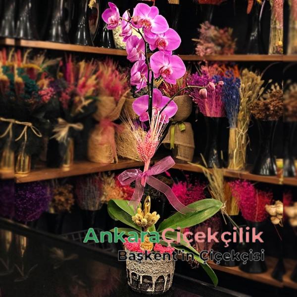  Ankara Çiçek One Purple Orchid