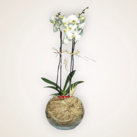  Çankaya Çiçekçiler Çiftdallı Beyaz Orkide Arajmanı