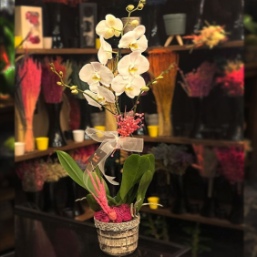  Ankara Çiçek Siparişi Tekli Phalaenopsis Beyaz Orkide