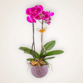 Ankara Çiçek Siparişi Vazoda Çift Dal Fuşya Orkide Tasarımı