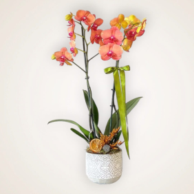  Kızılay Çiçek Gönder Taş Saksısında Çift Dallı Ateş Orkide