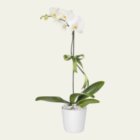  Kızılay Çiçek Gönder Tekli Beyaz Orkide